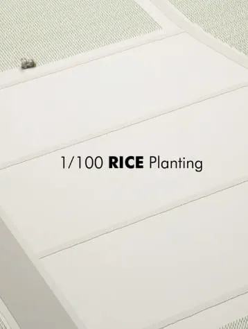 1/100 RICE Planting